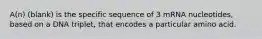 A(n) (blank) is the specific sequence of 3 mRNA nucleotides, based on a DNA triplet, that encodes a particular amino acid.