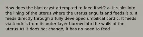 How does the blastocyst attempted to feed itself? a. It sinks into the lining of the uterus where the uterus engulfs and feeds it b. It feeds directly through a fully developed umbilical cord c. It feeds via tendrils from its outer layer burrow into the walls of the uterus As it does not change, it has no need to feed