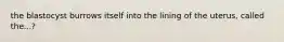 the blastocyst burrows itself into the lining of the uterus, called the...?