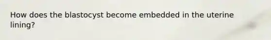 How does the blastocyst become embedded in the uterine lining?