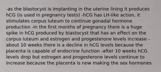 -as the blastocyst is implanting in the uterine lining it produces hCG (is used in pregnancy tests) -hCG has LH-like action, it stimulates corpus luteum to continue gonadal hormone production -in the first months of pregnancy there is a huge spike in hCG produced by blastocyst that has an effect on the corpus luteum and estrogen and progesterone levels increase -about 10 weeks there is a decline in hCG levels because the placenta is capable of endocrine function -after 10 weeks hCG levels drop but estrogen and progesterone levels continue to increase because the placenta is now making the sex hormones