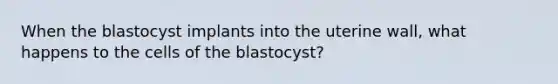 When the blastocyst implants into the uterine wall, what happens to the cells of the blastocyst?