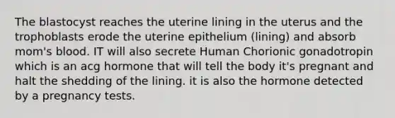 The blastocyst reaches the uterine lining in the uterus and the trophoblasts erode the uterine epithelium (lining) and absorb mom's blood. IT will also secrete Human Chorionic gonadotropin which is an acg hormone that will tell the body it's pregnant and halt the shedding of the lining. it is also the hormone detected by a pregnancy tests.