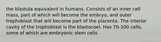 the blastula equivalent in humans. Consists of an inner cell mass, part of which will become the embryo, and outer trophoblast that will become part of the placenta. The interior cavity of the trophoblast is the blastocoel. Has 70-100 cells, some of which are embryonic stem cells