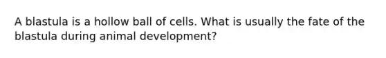 A blastula is a hollow ball of cells. What is usually the fate of the blastula during animal development?