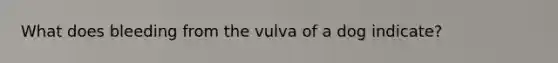 What does bleeding from the vulva of a dog indicate?