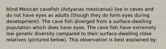 blind Mexican cavefish (Astyanax mexicanus) live in caves and do not have eyes as adults (though they do form eyes during development). The cave fish diverged from a surface-dwelling population which does have eyes. The cave fish have extremely low genetic diversity compared to their surface-dwelling close relatives (pictured below). This observation is best explained by: