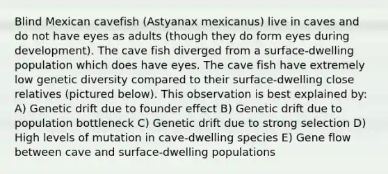 Blind Mexican cavefish (Astyanax mexicanus) live in caves and do not have eyes as adults (though they do form eyes during development). The cave fish diverged from a surface-dwelling population which does have eyes. The cave fish have extremely low genetic diversity compared to their surface-dwelling close relatives (pictured below). This observation is best explained by: A) Genetic drift due to founder effect B) Genetic drift due to population bottleneck C) Genetic drift due to strong selection D) High levels of mutation in cave-dwelling species E) Gene flow between cave and surface-dwelling populations