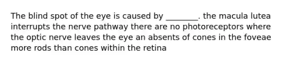 The blind spot of the eye is caused by ________. the macula lutea interrupts the nerve pathway there are no photoreceptors where the optic nerve leaves the eye an absents of cones in the foveae more rods than cones within the retina