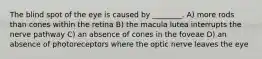 The blind spot of the eye is caused by ________. A) more rods than cones within the retina B) the macula lutea interrupts the nerve pathway C) an absence of cones in the foveae D) an absence of photoreceptors where the optic nerve leaves the eye