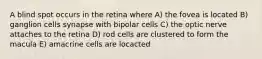 A blind spot occurs in the retina where A) the fovea is located B) ganglion cells synapse with bipolar cells C) the optic nerve attaches to the retina D) rod cells are clustered to form the macula E) amacrine cells are locacted