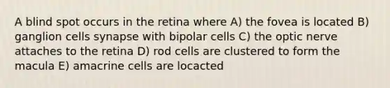 A blind spot occurs in the retina where A) the fovea is located B) ganglion cells synapse with bipolar cells C) the optic nerve attaches to the retina D) rod cells are clustered to form the macula E) amacrine cells are locacted