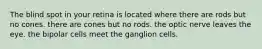 The blind spot in your retina is located where there are rods but no cones. there are cones but no rods. the optic nerve leaves the eye. the bipolar cells meet the ganglion cells.