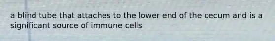 a blind tube that attaches to the lower end of the cecum and is a significant source of immune cells