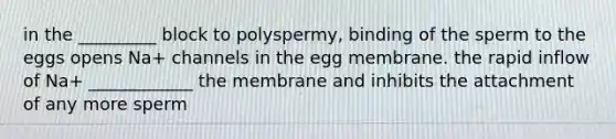 in the _________ block to polyspermy, binding of the sperm to the eggs opens Na+ channels in the egg membrane. the rapid inflow of Na+ ____________ the membrane and inhibits the attachment of any more sperm