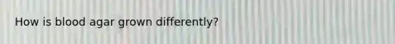 How is blood agar grown differently?