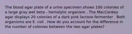 The blood agar plate of a urine specimen shows 100 colonies of a large gray wet beta - hemolytic organism . The MacConkey agar displays 20 colonies of a dark pink lactose fermenter . Both organisms are E. coll . How do you account for the difference in the number of colonies between the two agar plates?