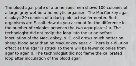 <a href='https://www.questionai.com/knowledge/k7oXMfj7lk-the-blood' class='anchor-knowledge'>the blood</a> agar plate of a urine specimen shows 100 colonies of a large gray wet beta-hemolytic organism. The MacConkey agar displays 20 colonies of a dark pink lactose fermenter. Both organisms are E. coli. How do you account for the difference in the number of colonies between the two agar plates? a. The technologist did not redip the loop into the urine before inoculation of the MacConkey. b. E. coli grows much better on sheep blood agar than on MacConkey agar. c. There is a dilution effect as the agar is struck so there will be fewer colonies from agar to agar. d. The technologist did not flame the calibrated loop after inoculation of the blood agar