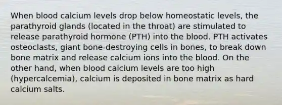 When blood calcium levels drop below homeostatic levels, the parathyroid glands (located in the throat) are stimulated to release parathyroid hormone (PTH) into the blood. PTH activates osteoclasts, giant bone-destroying cells in bones, to break down bone matrix and release calcium ions into the blood. On the other hand, when blood calcium levels are too high (hypercalcemia), calcium is deposited in bone matrix as hard calcium salts.