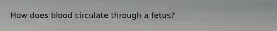 How does blood circulate through a fetus?