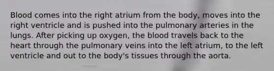 Blood comes into the right atrium from the body, moves into the right ventricle and is pushed into the pulmonary arteries in the lungs. After picking up oxygen, the blood travels back to the heart through the pulmonary veins into the left atrium, to the left ventricle and out to the body's tissues through the aorta.