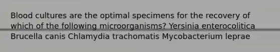 Blood cultures are the optimal specimens for the recovery of which of the following microorganisms? Yersinia enterocolitica Brucella canis Chlamydia trachomatis Mycobacterium leprae