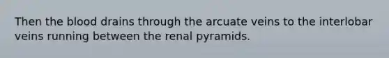 Then <a href='https://www.questionai.com/knowledge/k7oXMfj7lk-the-blood' class='anchor-knowledge'>the blood</a> drains through the arcuate veins to the interlobar veins running between the renal pyramids.