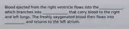 Blood ejected from the right ventricle flows into the_____________, which branches into ______________ that carry blood to the right and left lungs. The freshly oxygenated blood then flows into ___________ and returns to the left atrium.