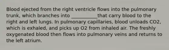 Blood ejected from the right ventricle flows into the pulmonary trunk, which branches into ___________that carry blood to the right and left lungs. In pulmonary capillaries, blood unloads CO2, which is exhaled, and picks up O2 from inhaled air. The freshly oxygenated blood then flows into pulmonary veins and returns to the left atrium.