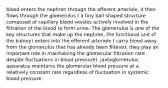 blood enters the nephron through the afferent arteriole, it then flows through the glomerulus ( a tiny ball shaped structure composed of capillary blood vessles actively involved in the filtration of the blood to form urine. The glomerulus is one of the key structures that make up the nephron, the functional unit of the kidney) enters into the efferent arteriole ( carry blood away from the glomerulus that has already been filtered. they play an important role in maintaining the glomerular filtration rate despite fluctuations in blood pressure). jaxtaglomerulus apparatus maintains the glomerular blood pressure at a relatively constant rate regardless of fluctuation in systemic blood pressure.