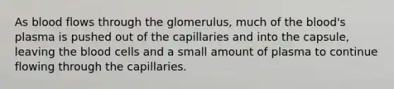 As blood flows through the glomerulus, much of the blood's plasma is pushed out of the capillaries and into the capsule, leaving the blood cells and a small amount of plasma to continue flowing through the capillaries.