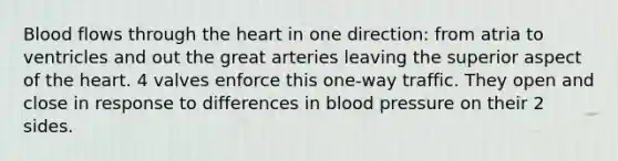 Blood flows through the heart in one direction: from atria to ventricles and out the great arteries leaving the superior aspect of the heart. 4 valves enforce this one-way traffic. They open and close in response to differences in blood pressure on their 2 sides.