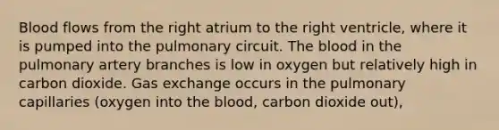 Blood flows from the right atrium to the right ventricle, where it is pumped into the pulmonary circuit. The blood in the pulmonary artery branches is low in oxygen but relatively high in carbon dioxide. Gas exchange occurs in the pulmonary capillaries (oxygen into the blood, carbon dioxide out),