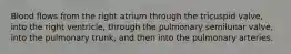 Blood flows from the right atrium through the tricuspid valve, into the right ventricle, through the pulmonary semilunar valve, into the pulmonary trunk, and then into the pulmonary arteries.