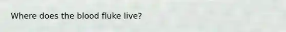 Where does the blood fluke live?
