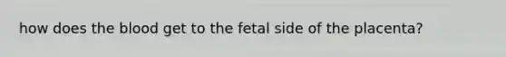 how does the blood get to the fetal side of the placenta?