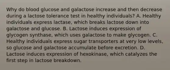 Why do blood glucose and galactose increase and then decrease during a lactose tolerance test in healthy individuals? A. Healthy individuals express lactase, which breaks lactose down into galactose and glucose. B. Lactose induces expression of glycogen synthase, which uses galactose to make glycogen. C. Healthy individuals express sugar transporters at very low levels, so glucose and galactose accumulate before excretion. D. Lactose induces expression of hexokinase, which catalyzes the first step in lactose breakdown.