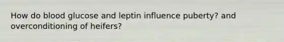 How do blood glucose and leptin influence puberty? and overconditioning of heifers?