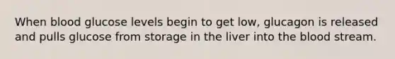 When blood glucose levels begin to get low, glucagon is released and pulls glucose from storage in the liver into the blood stream.