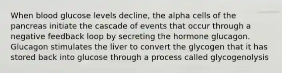 When blood glucose levels decline, the alpha cells of the pancreas initiate the cascade of events that occur through a negative feedback loop by secreting the hormone glucagon. Glucagon stimulates the liver to convert the glycogen that it has stored back into glucose through a process called glycogenolysis