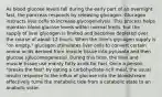 As blood glucose levels fall during the early part of an overnight fast, the pancreas responds by releasing glucagon. Glucagon instructs liver cells to increase glycogenolysis. This process helps maintain blood glucose levels within normal limits, but the supply of liver glycogen is limited and becomes depleted over the course of about 12 hours. When the liver's glycogen supply is "on empty," glucagon stimulates liver cells to convert certain amino acids derived from muscle tissue into pyruvate and then glucose (gluconeogenesis). During this time, the liver and muscle tissue use mainly fatty acids for fuel. Once a person "breaks the fast" by eating a carbohydrate-rich meal, the usual insulin response to the influx of glucose into the bloodstream effectively turns the metabolic tide from a catabolic state to an anabolic state.