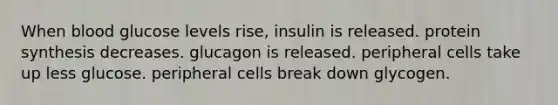 When blood glucose levels rise, insulin is released. protein synthesis decreases. glucagon is released. peripheral cells take up less glucose. peripheral cells break down glycogen.