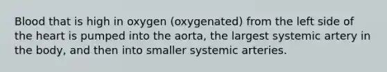 Blood that is high in oxygen (oxygenated) from the left side of the heart is pumped into the aorta, the largest systemic artery in the body, and then into smaller systemic arteries.