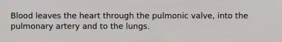 Blood leaves the heart through the pulmonic valve, into the pulmonary artery and to the lungs.