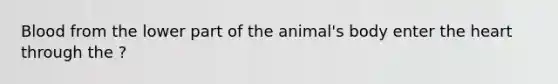 Blood from the lower part of the animal's body enter the heart through the ?