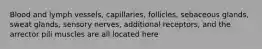 Blood and lymph vessels, capillaries, follicles, sebaceous glands, sweat glands, sensory nerves, additional receptors, and the arrector pili muscles are all located here