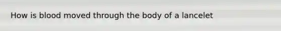 How is blood moved through the body of a lancelet