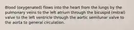 Blood (oxygenated) flows into the heart from the lungs by the pulmonary veins to the left atrium through the bicuspid (mitral) valve to the left ventricle through the aortic semilunar valve to the aorta to general circulation.