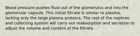 Blood pressure pushes fluid out of the glomerulus and into the glomerular capsule. This initial filtrate is similar to plasma, lacking only the large plasma proteins. The rest of the nephron and collecting system will carry out reabsorption and secretion to adjust the volume and content of the filtrate.