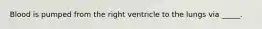 Blood is pumped from the right ventricle to the lungs via _____.